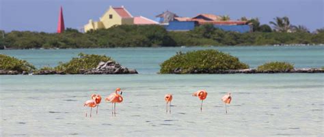 Bonaire: De Caribische Ontspanning