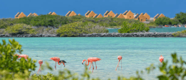 Flamingo's Bonaire