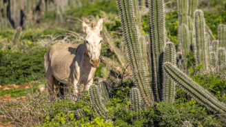 Ezel op Bonaire