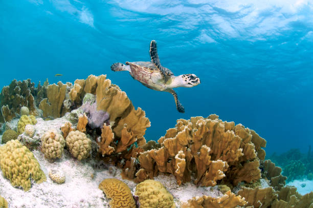 Koraal met schildpad Bonaire