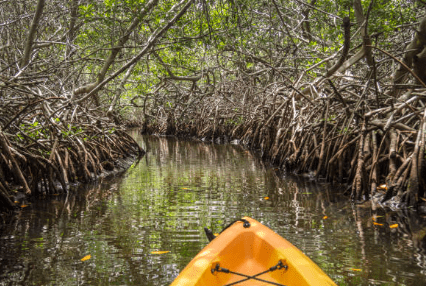 Mangrove kajak Bonaire